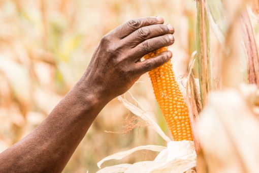 photo of African man's hand holding corn