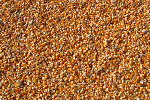 photo of thousands of golden corn kernels