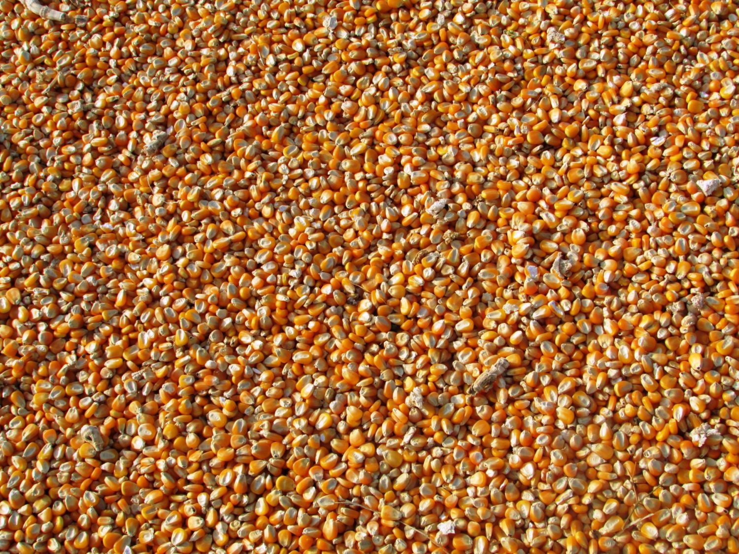photo of thousands of golden corn kernels