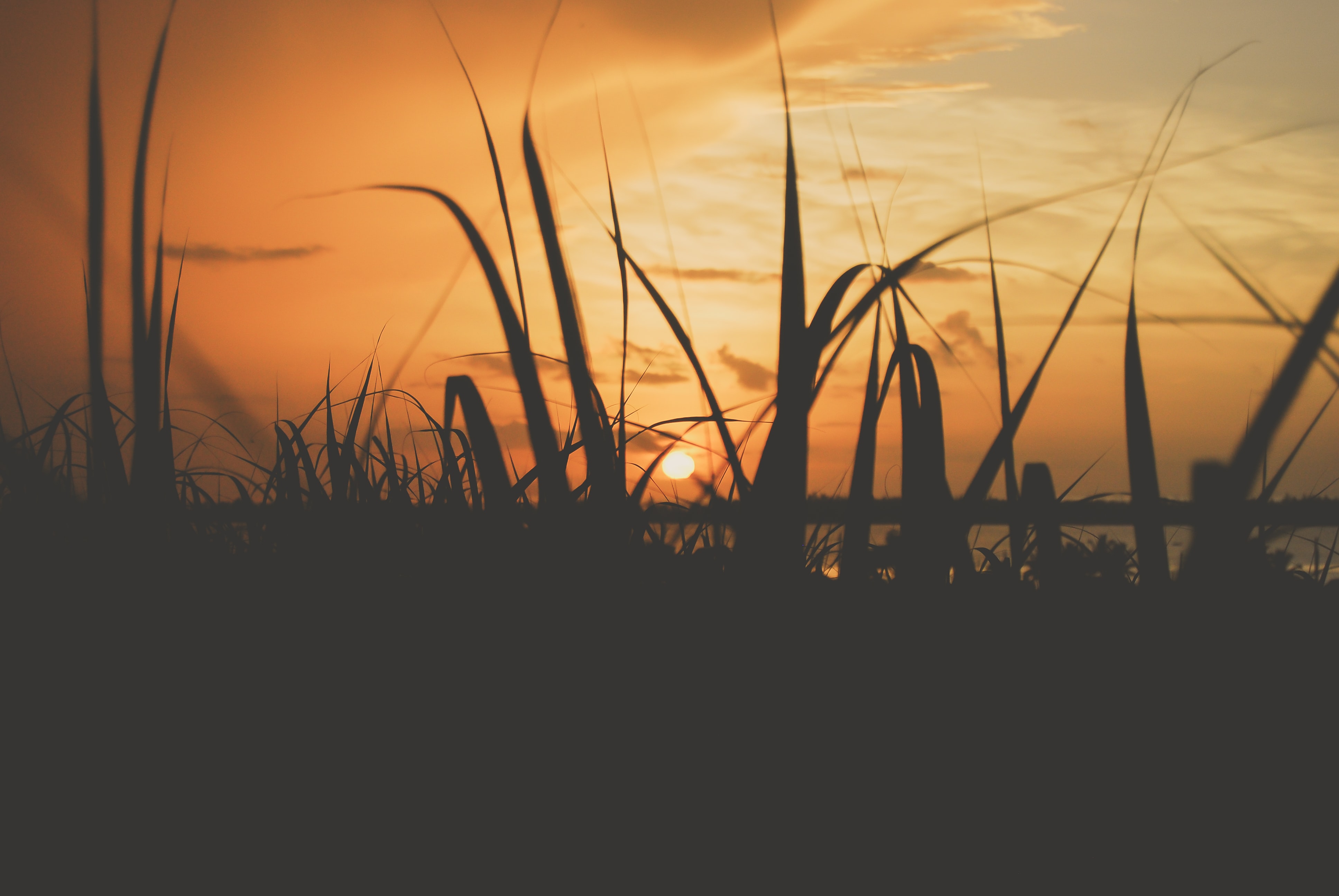 photo of sugar cane stocks with sun setting in the background